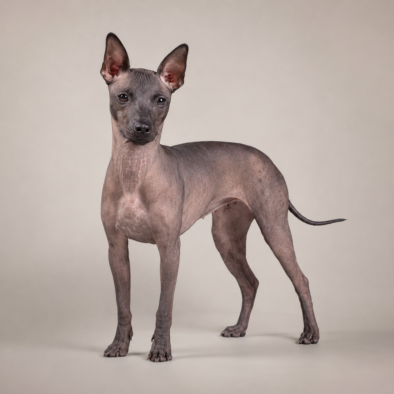 American Hairless Terrier