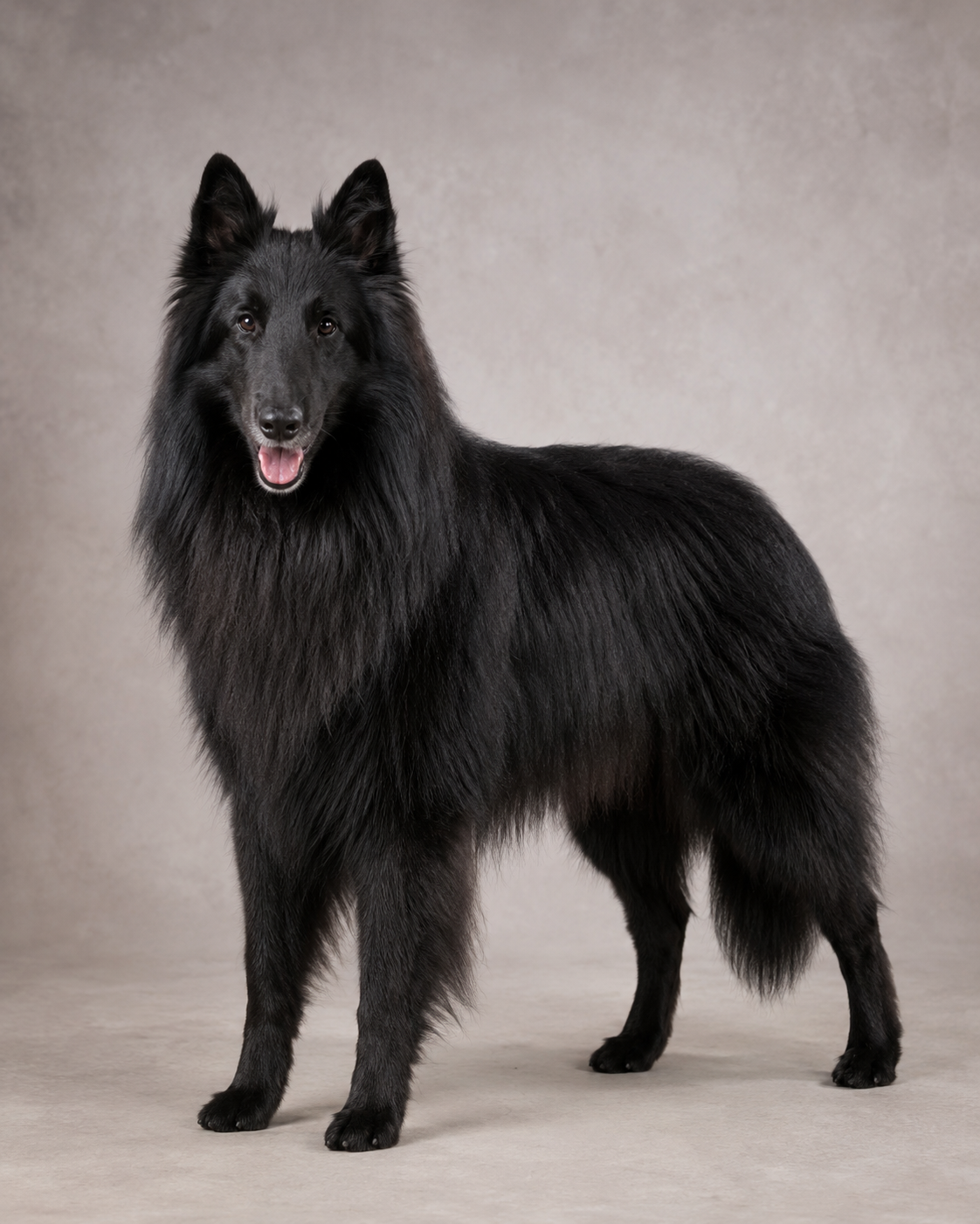 Belgian Sheepdog