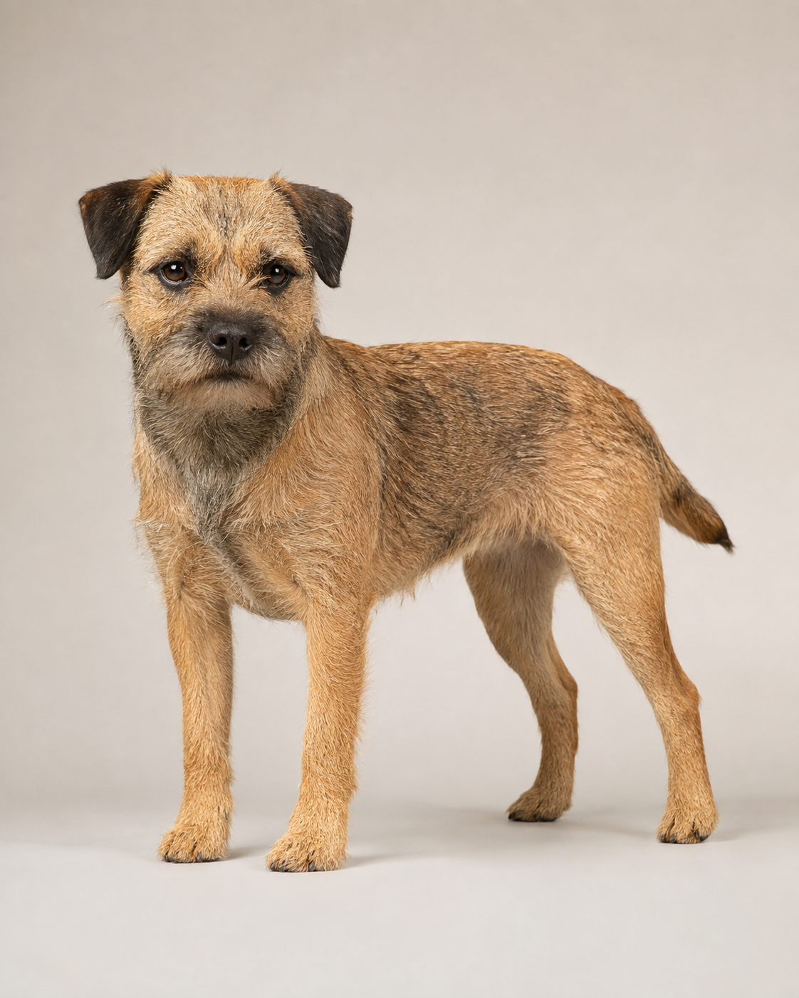 Border Terrier