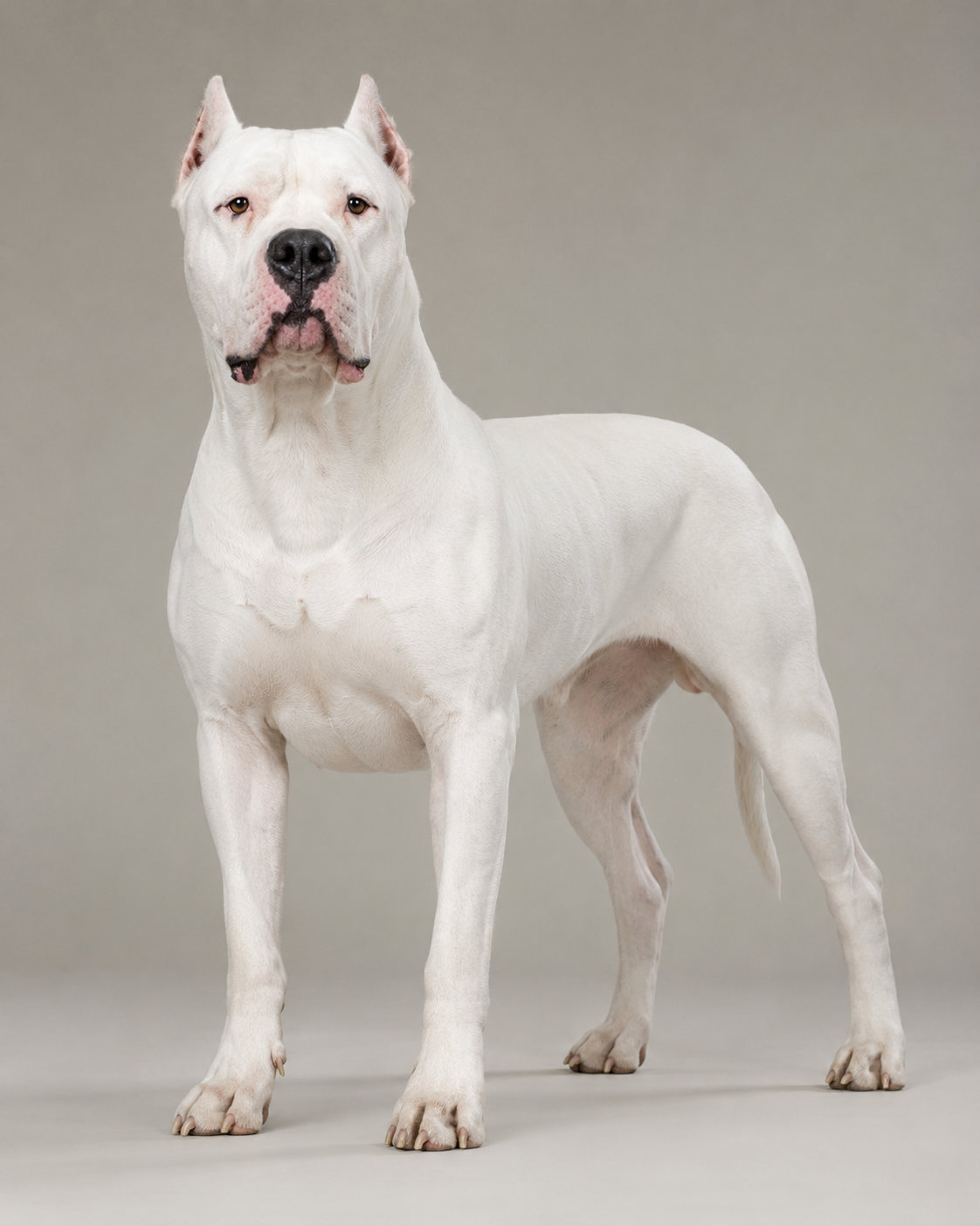 Dogo Argentino