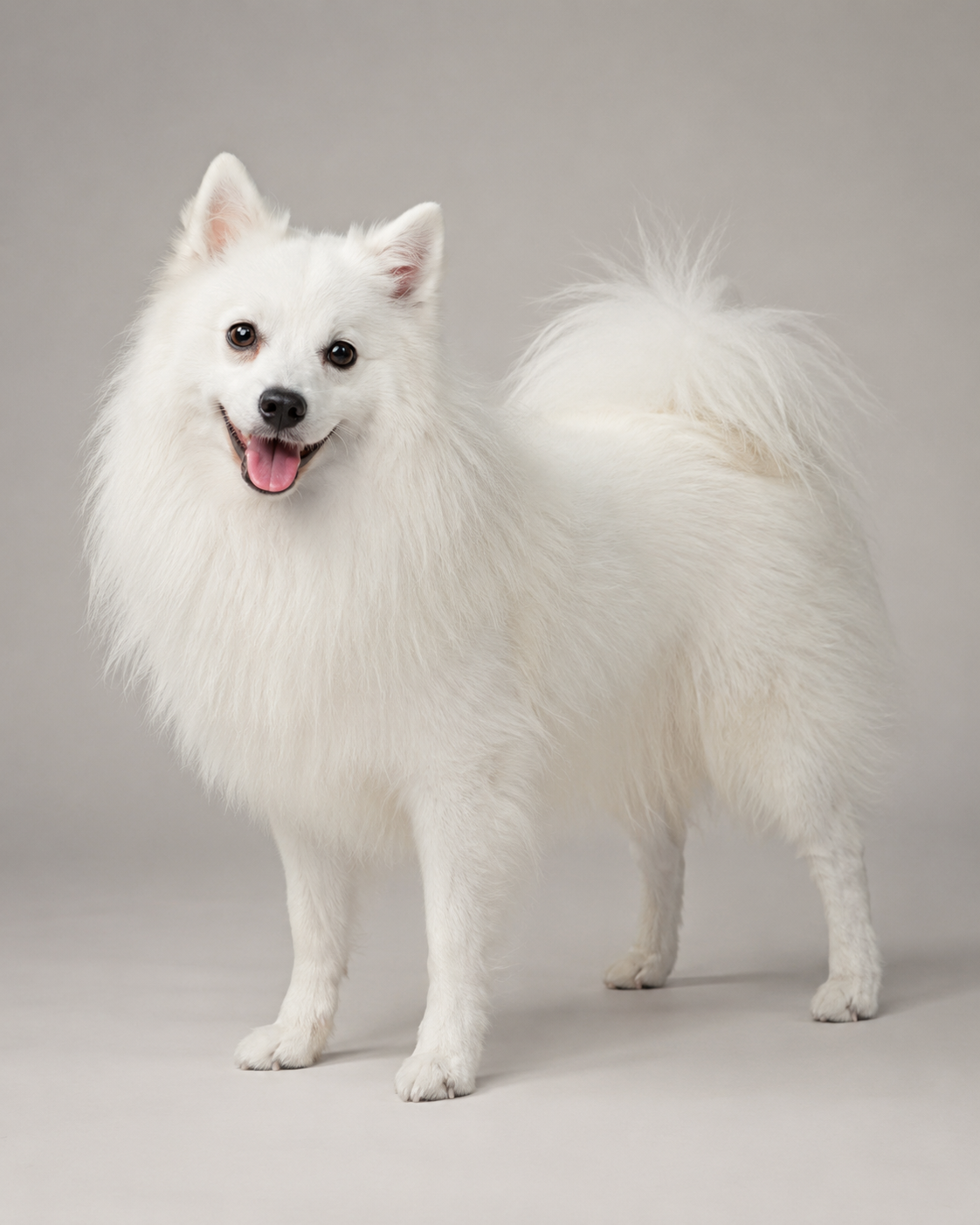Japanese Spitz