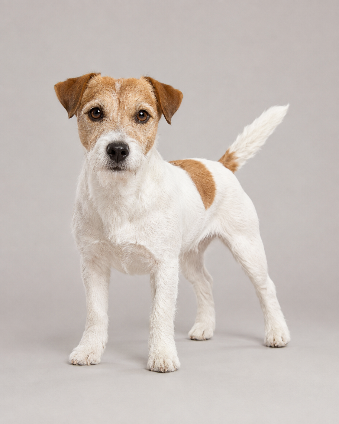 Russell Terrier