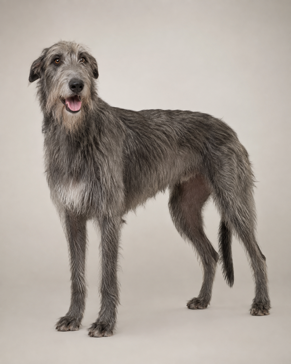 Scottish Deerhound