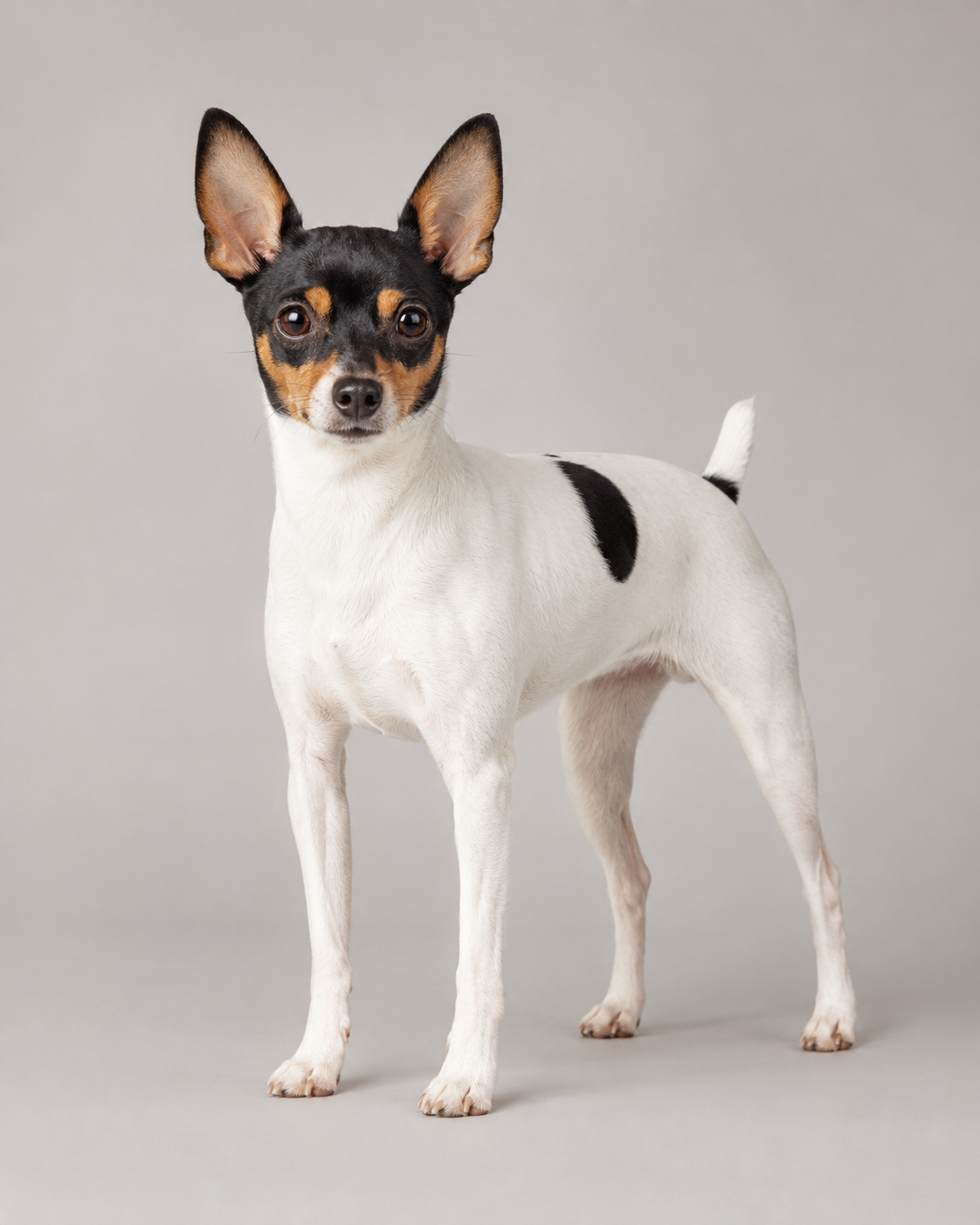Toy Fox Terrier